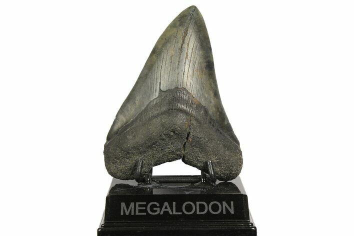 Fossil Megalodon Tooth - South Carolina #168032